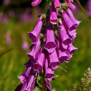 Náprstník (Digitalis) ´PURPUREA´, kont. C1.5L